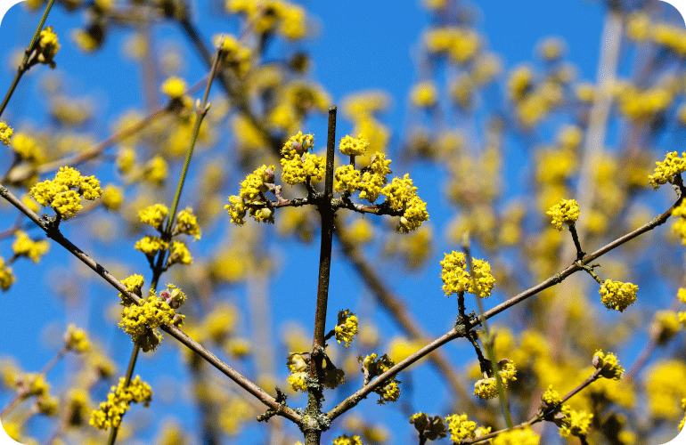 Le Cornouiller fournit du pollen et du nectar pour les abeilles et autres insectes pollinisateurs 
